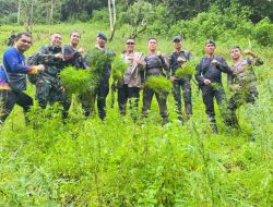 Tim Gabungan Kodim 0212 Tapsel Temukan 3 Hektare Ladang Ganja di Perbukitan Mandina
