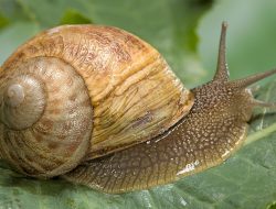 Gastropoda