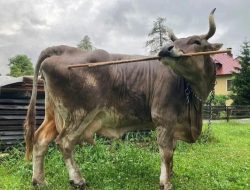 Sapi Veronika Kejutkan Peneliti Bisa Bersihkan Diri Sendiri Pakai Alat