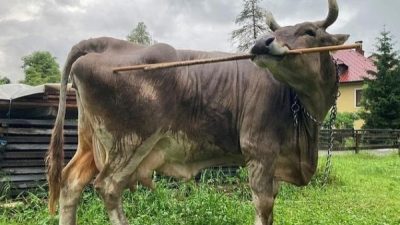 Sapi Veronika Kejutkan Peneliti