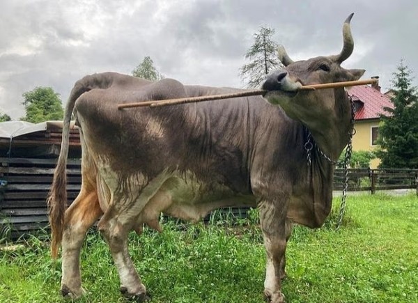 Sapi Veronika Kejutkan Peneliti